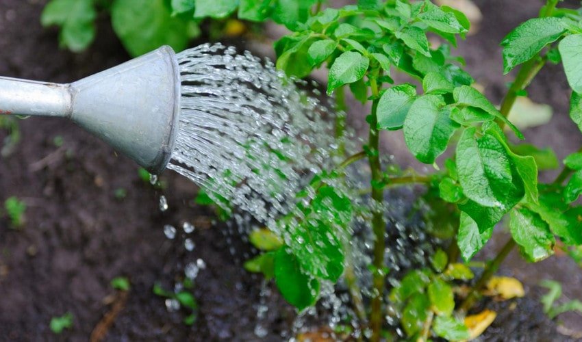 Полив картоплі