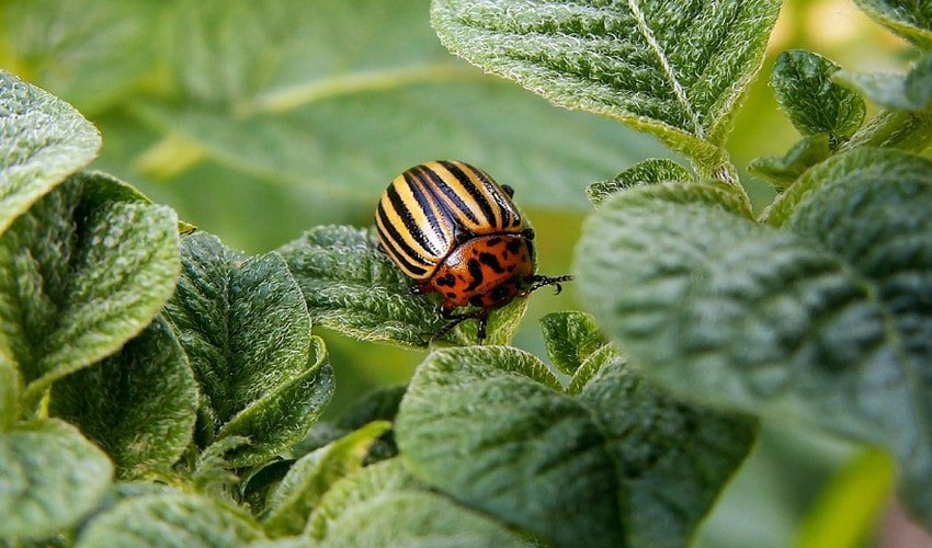 Колорадський жук