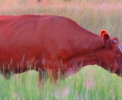 На ізраїльській фермі народився провісник Апокаліпсису