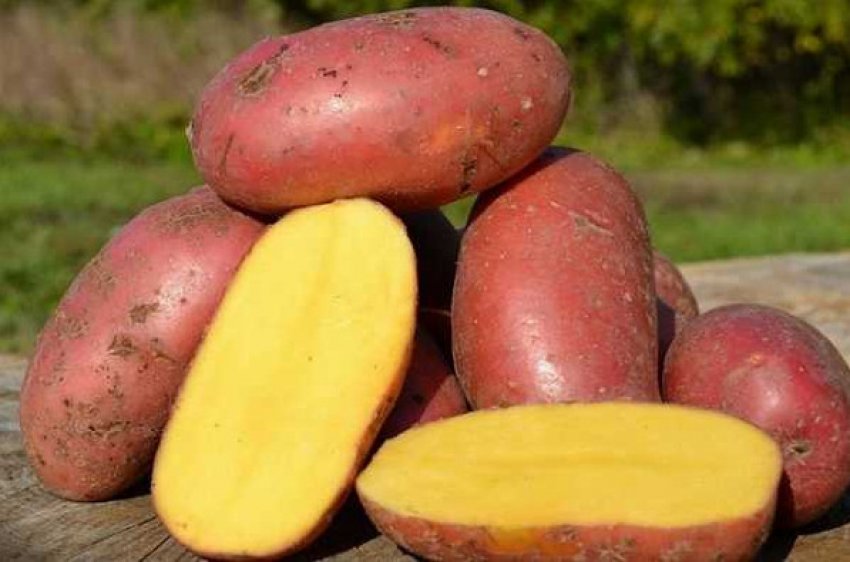 Сорт картоплі астерікс