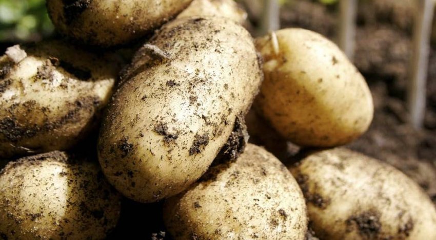 Сорт картоплі атлант