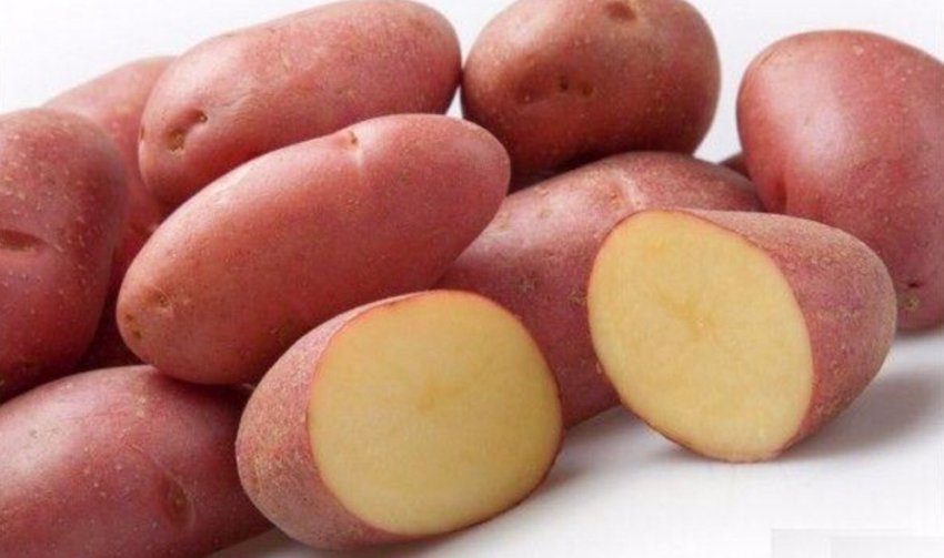 Сорт картоплі скарлетт