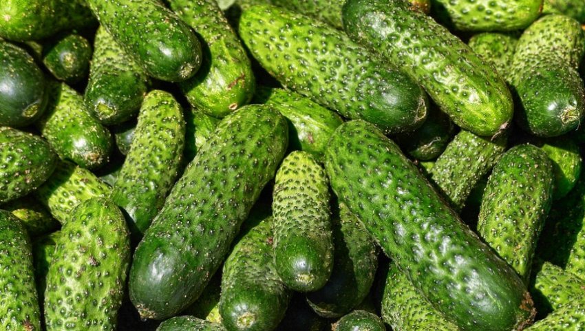 Огірки Огірки