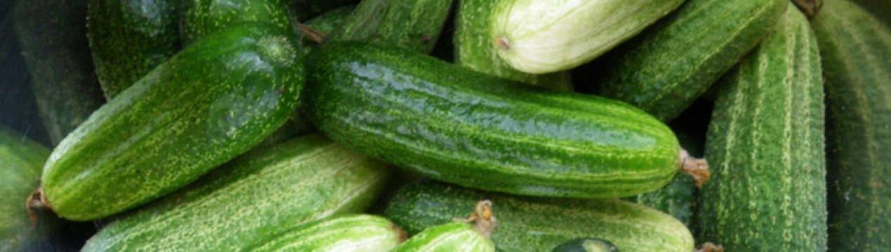 Як правильно формувати огірки