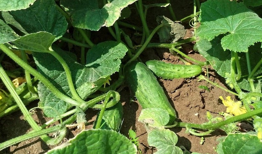 У відкритому грунті У відкритому грунті