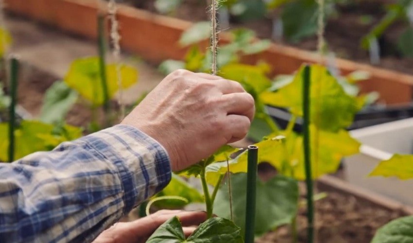 Формування огірків Формування огірків