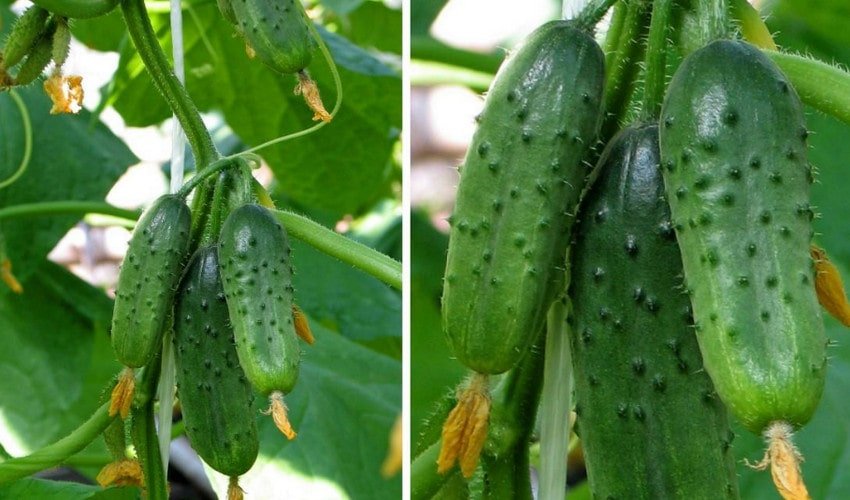 Пучкові огірки Пучкові огірки