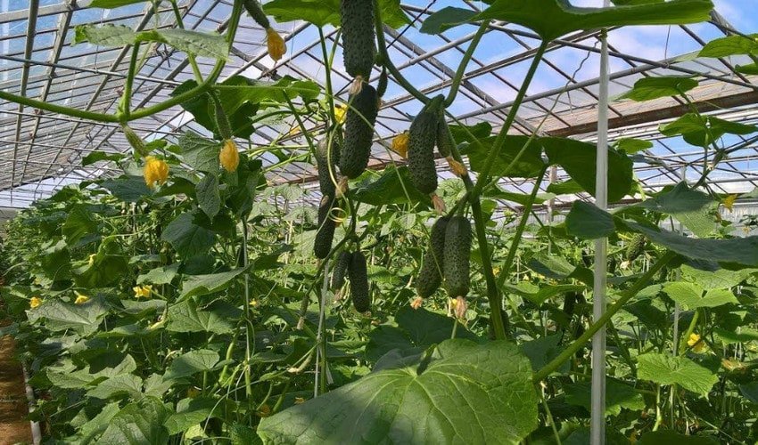 Формування огірків Формування огірків