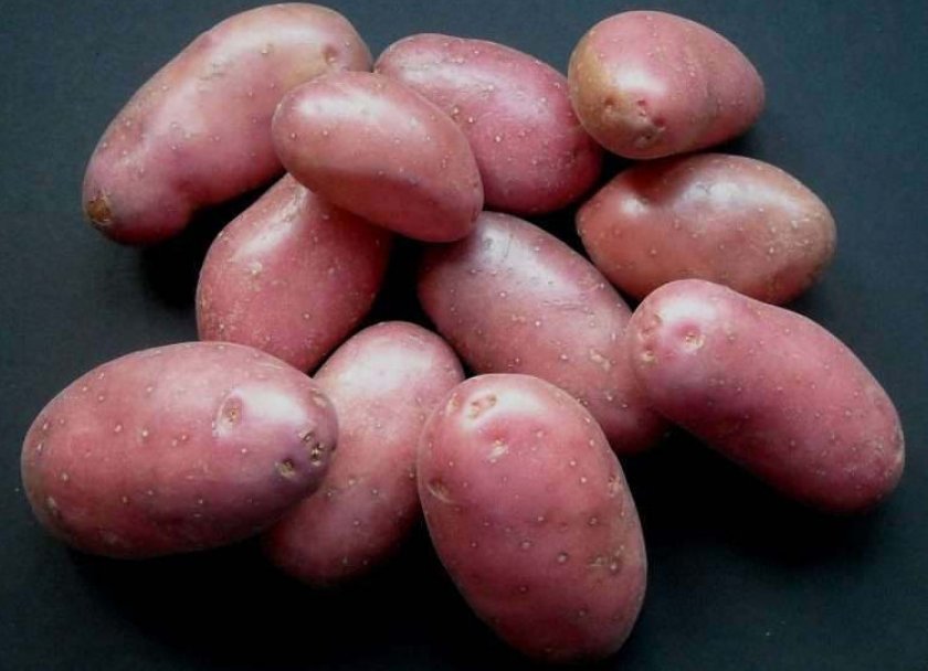Лучшие сорта картофеля беллароза: посадка и уход