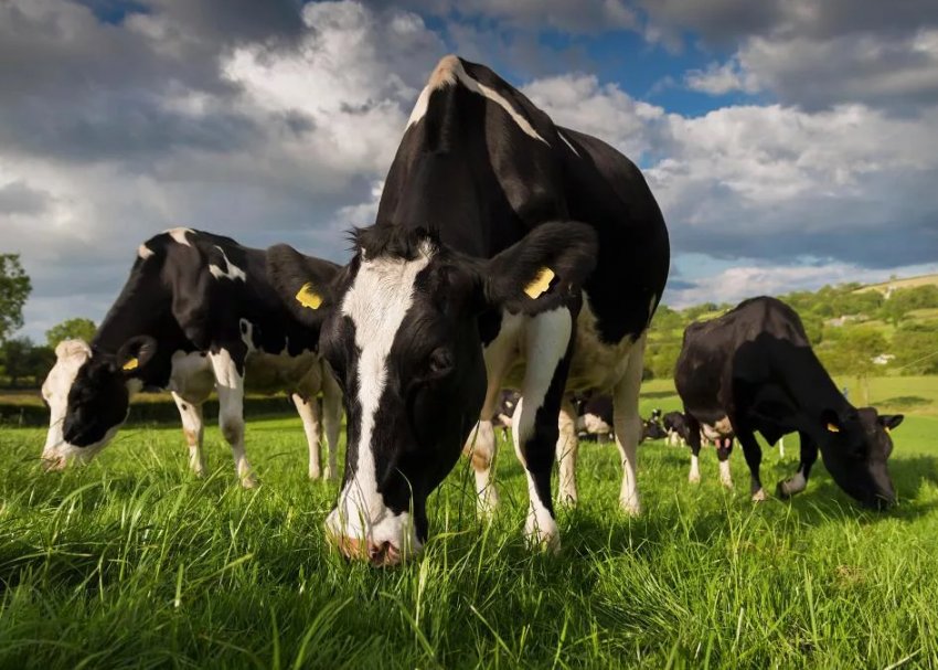 Літній випас на пасовищі