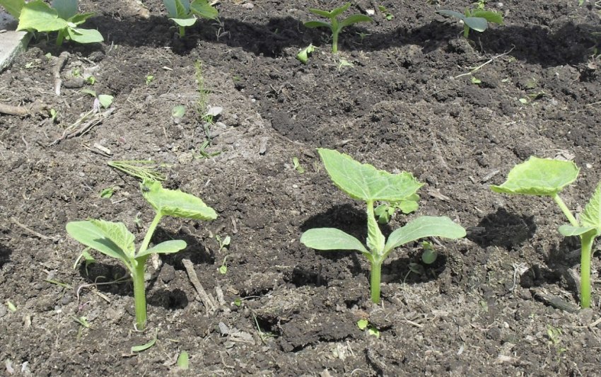 Огірки Огірки