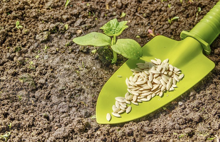 Насіння огірків Насіння огірків