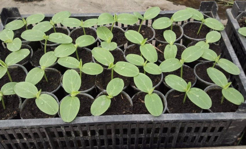 Розсада огірків Розсада огірків