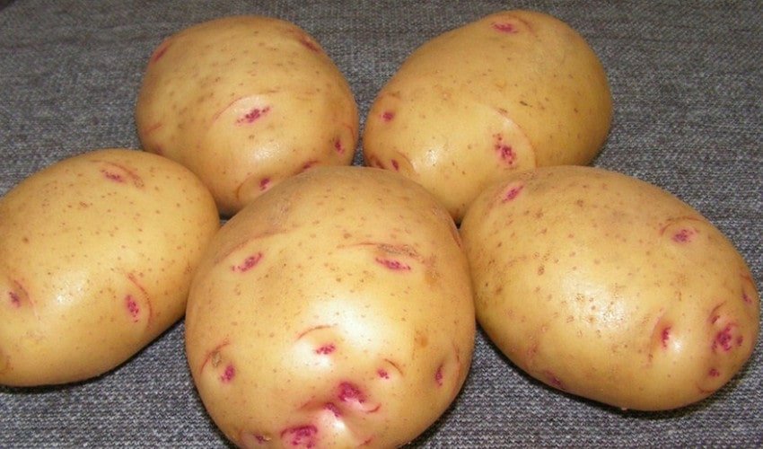 Картопля Жуковський Картопля Жуковський