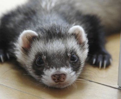 Як позбутися від тхора в курнику: ефективні методи та профілактика появи