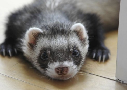 Як позбутися від тхора в курнику: ефективні методи та профілактика появи