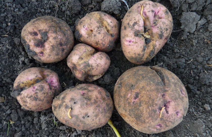 Лучшие сорта картофеля беллароза: посадка и уход