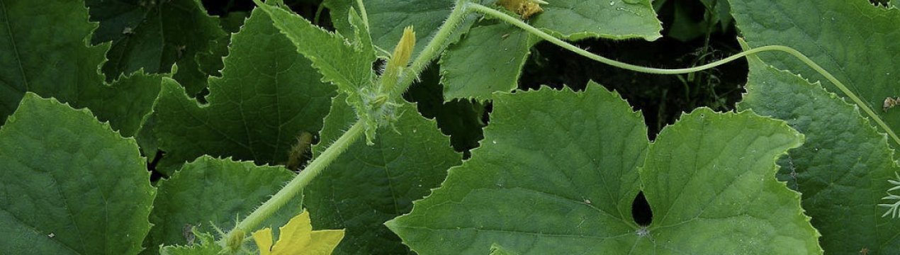 Огірки сорту Либелле F1: опис та правила вирощування