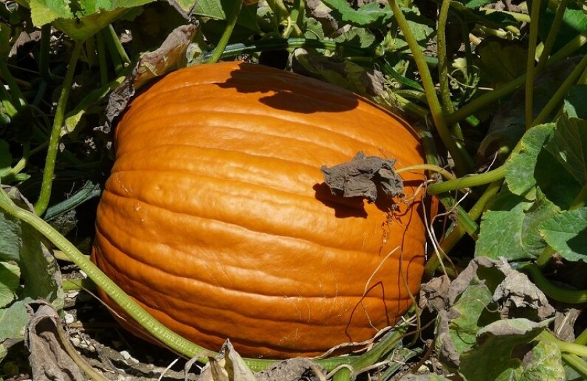 Крупноплоднаятыква Крупноплоднаятыква