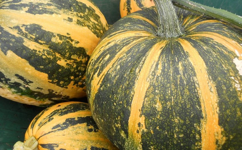 Твердокорий гарбуз Твердокорий гарбуз