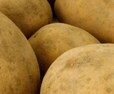 Особливості вирощування картоплі в ящиках