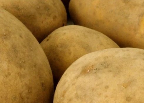 Особенности выращивания картофеля в ящиках