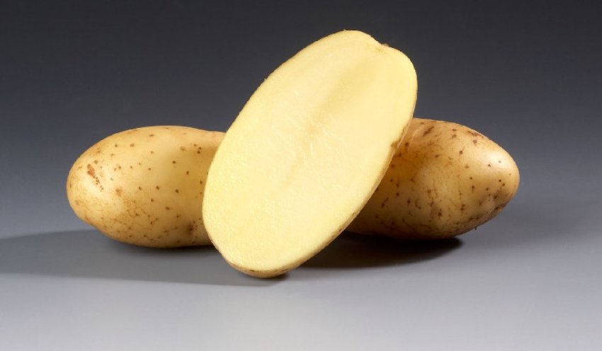 Картоплю сорту вітразь