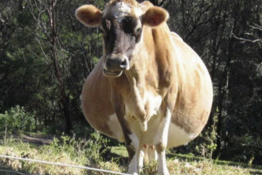 Беременность коровы