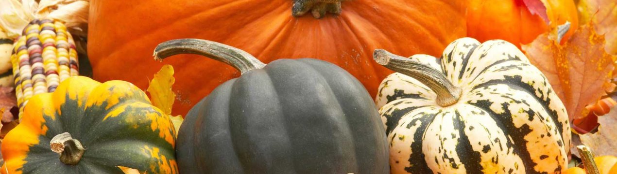 Гарбуз: опис і користь, особливості вирощування та вживання