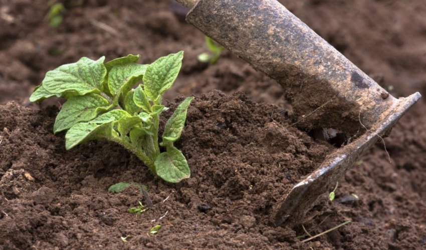 Догляд після посадки