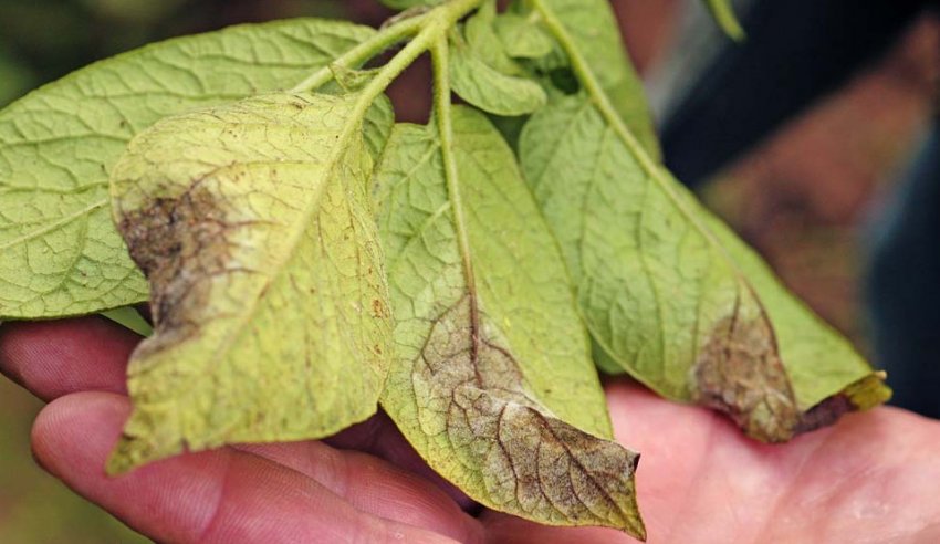 Фітофтороз картоплі