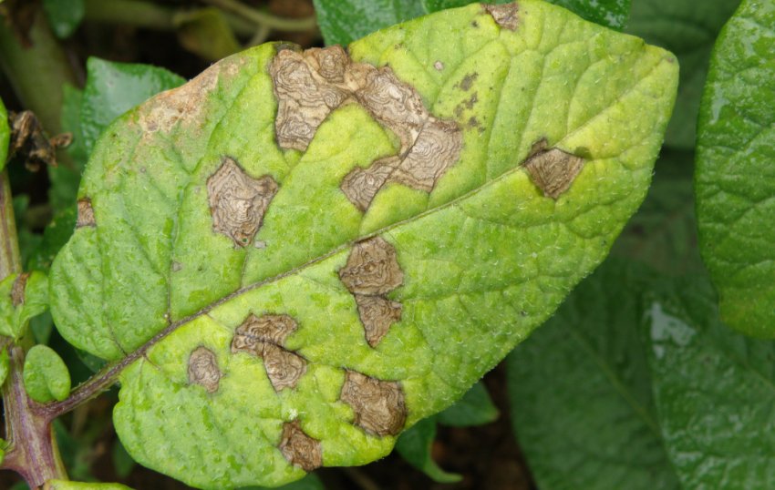 Макроспоріоз