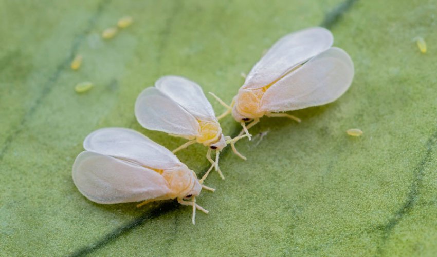 Помаранчева білокрилка