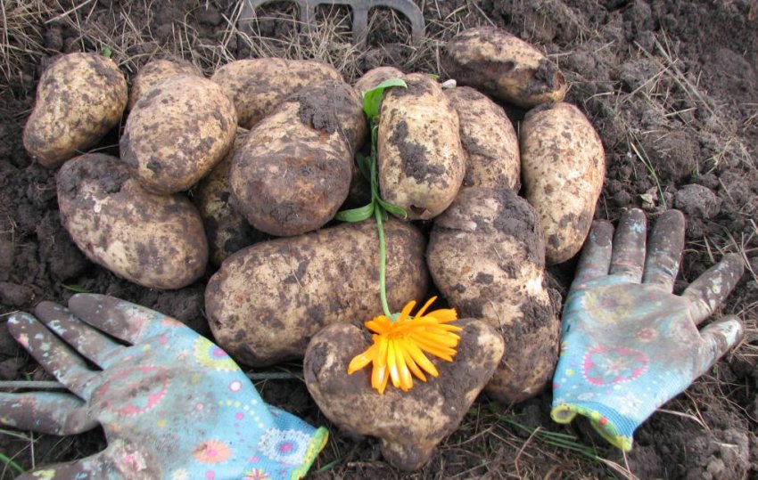 Урожай картоплі