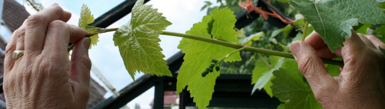 Как обрезать виноград летом от ненужных побегов
