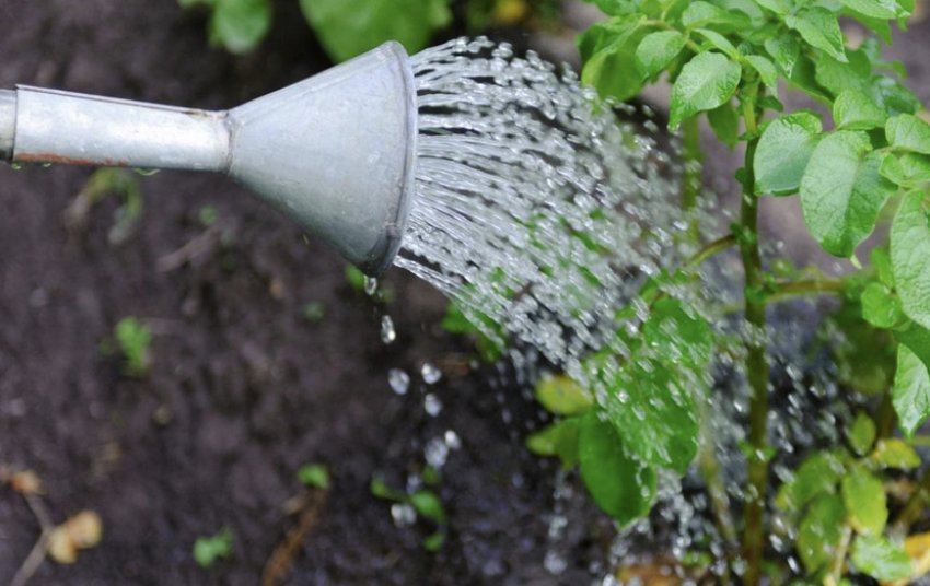 Полив картоплі