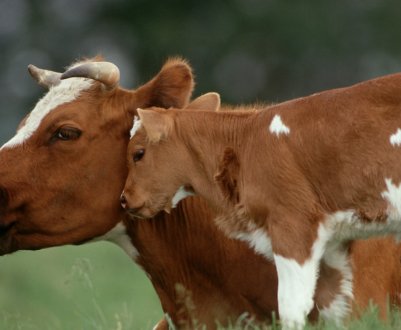 Скільки корова виношує теля