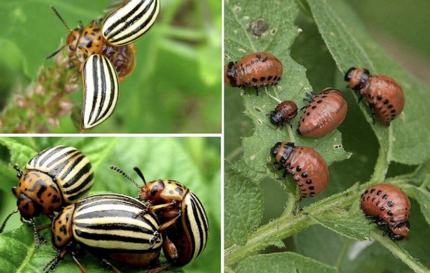 Колорадський жук