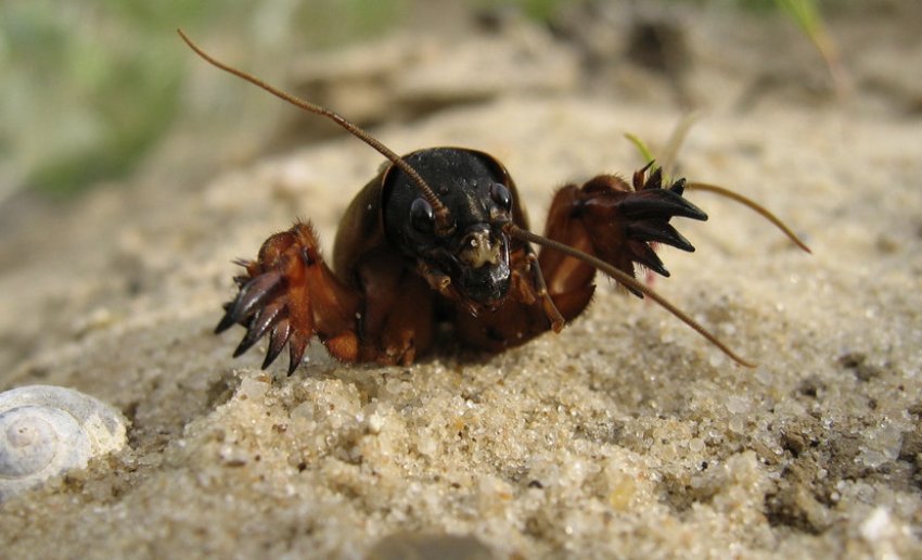 Капустянка