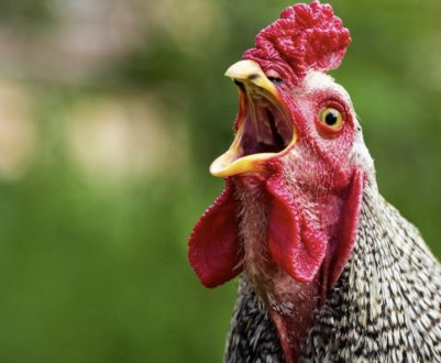 Чому півні співають: причини в залежності від різного часу доби