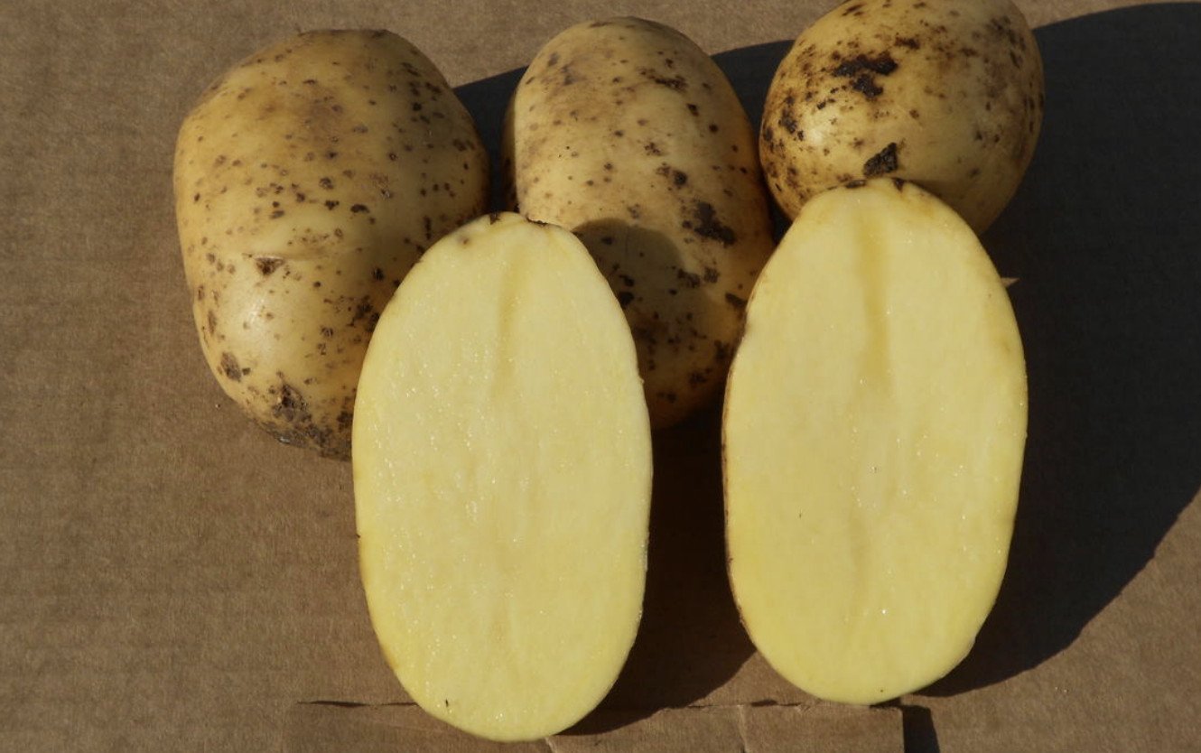 Картофель семенной Колетте