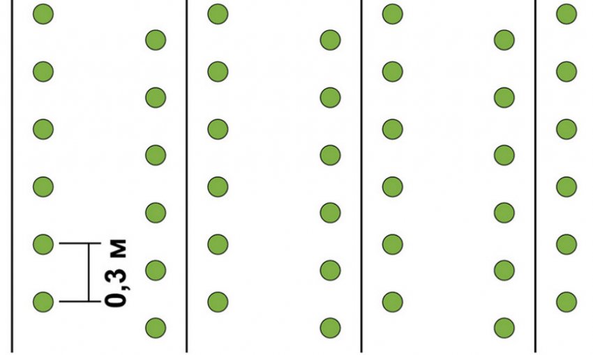 Технологія посадки картоплі