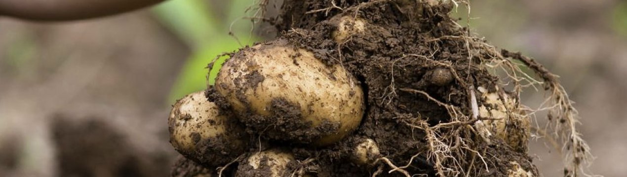 Картофель Колетте: характеристика и правила выращивания сорта