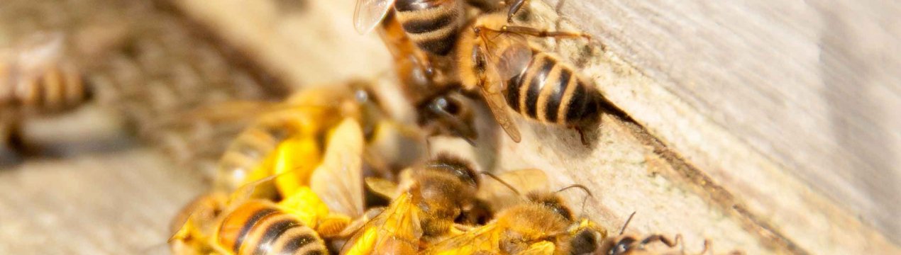 Фінська вакцина врятує від вимирання бджіл