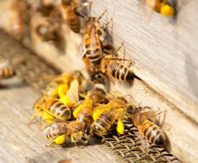 Фінська вакцина врятує від вимирання бджіл