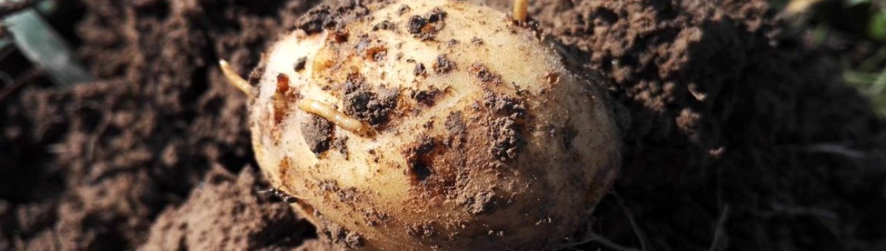 Меры борьбы с проволочником на картофеле
