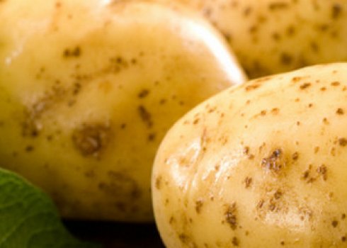 Опис та будова бульби картоплі