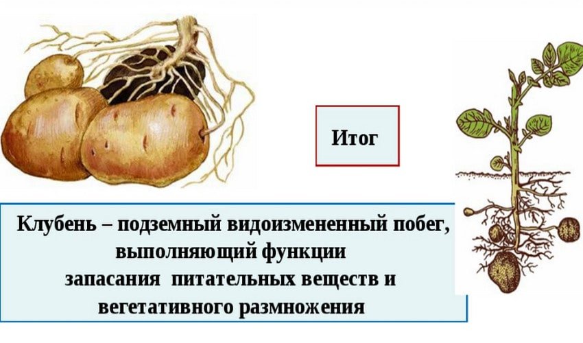 что такое клубень картофеля. Смотреть фото что такое клубень картофеля. Смотреть картинку что такое клубень картофеля. Картинка про что такое клубень картофеля. Фото что такое клубень картофеля