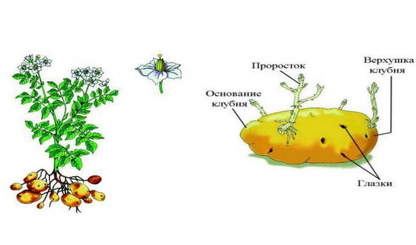 Части картофеля. Строение клубня картофеля. Строение картофеля схема. Картофель. Строение клубня картофеля. Строение стебля картофеля.