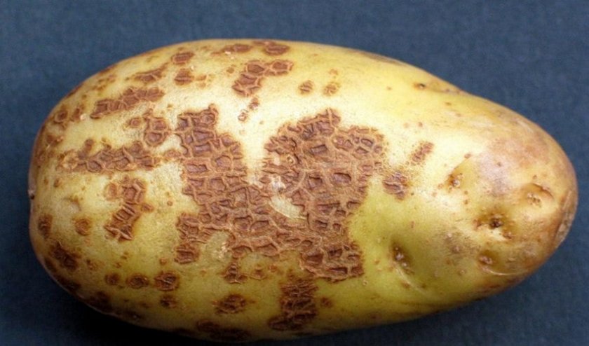 Что такое клубень картофеля